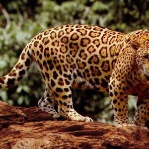 Jaguar Adventure Game Engine