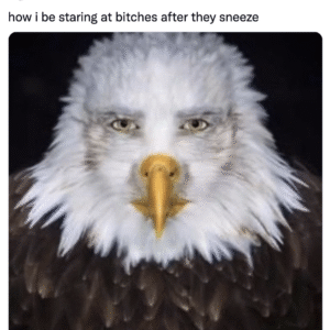 Meme Captioner Script